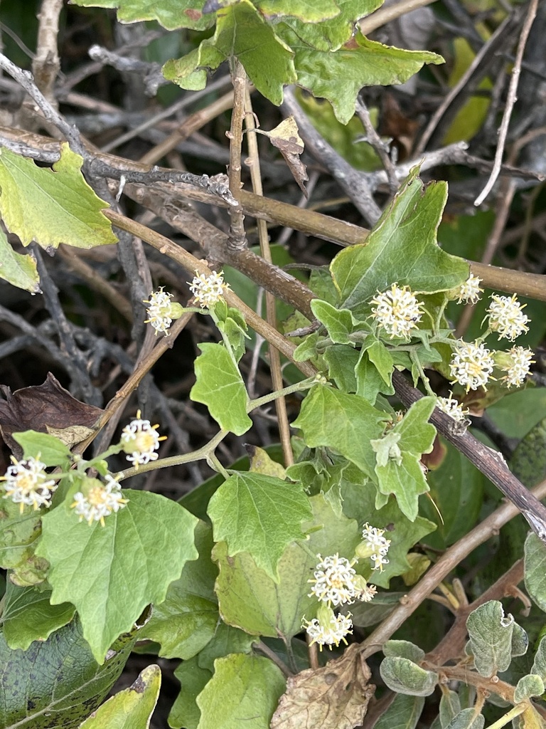 Distephanus anisochaetoides