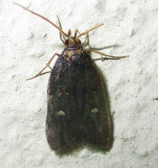 Athetis albirena