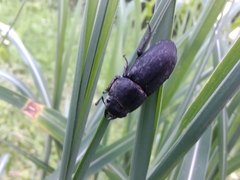Dorcus parallelipipedus