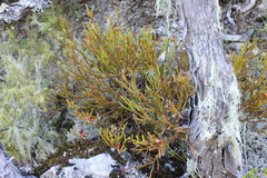 Exocarpos bidwillii