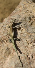 Podarcis hispanicus