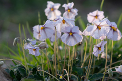 Lycianthes peduncularis