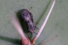 Stictomyia longicornis