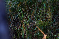 Thryophilus pleurostictus