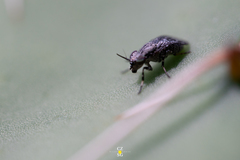 Stictomyia longicornis