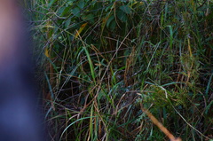 Thryophilus pleurostictus