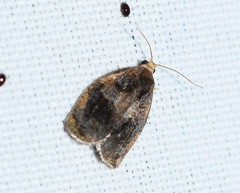 Archips infumatana
