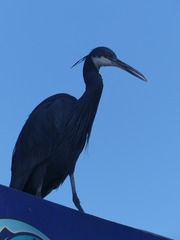 Egretta gularis