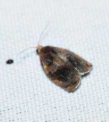Archips infumatana