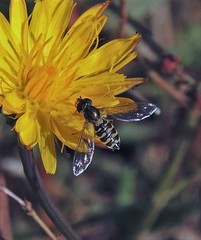 Toxomerus vertebratus