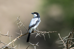Lanius dorsalis