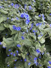 Pentaglottis sempervirens