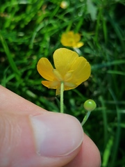 Ranunculus repens