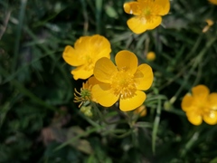 Ranunculus repens