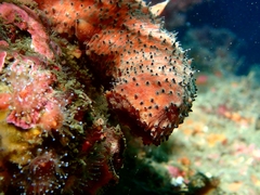 Apostichopus parvimensis