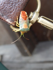 Acanthosoma denticaudum