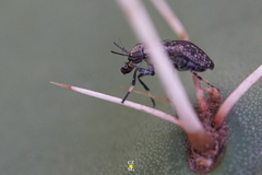 Stictomyia longicornis