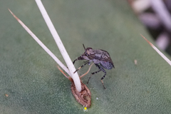 Stictomyia longicornis