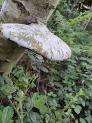 Fomitopsis betulina