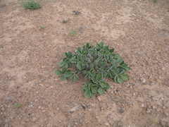 Pediomelum castoreum