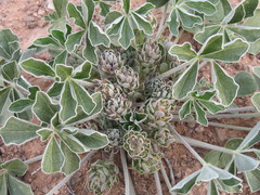 Pediomelum castoreum