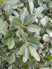 Manilkara nicholsonii