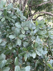 Manilkara nicholsonii