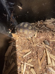 Centrochelys sulcata