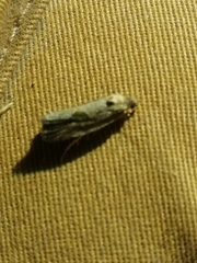 Endothenia quadrimaculana