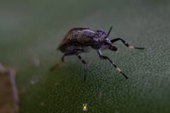 Stictomyia longicornis