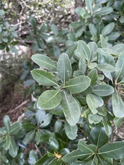 Manilkara nicholsonii