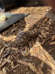 Centrochelys sulcata