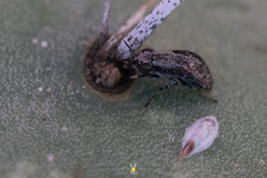 Stictomyia longicornis