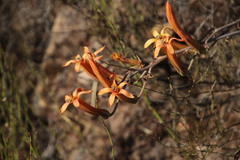 Tylecodon grandiflorus