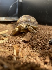 Centrochelys sulcata