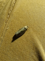 Endothenia quadrimaculana