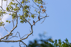 Falco rufigularis
