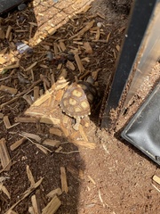 Centrochelys sulcata