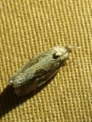 Endothenia quadrimaculana