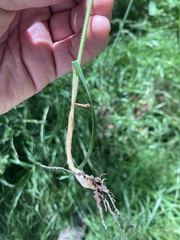 Melica subulata subulata