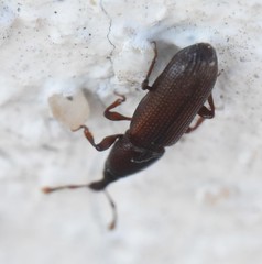Cossonus linearis