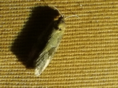Endothenia quadrimaculana