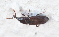 Cossonus linearis