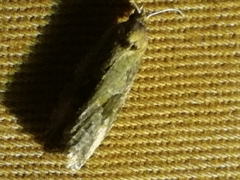 Endothenia quadrimaculana
