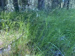 Melica subulata subulata