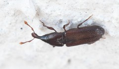 Cossonus linearis