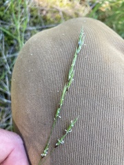 Melica subulata subulata