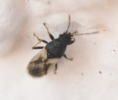Metopoplax ditomoides