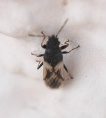 Metopoplax ditomoides