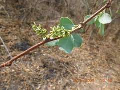 Struthanthus cassythoides